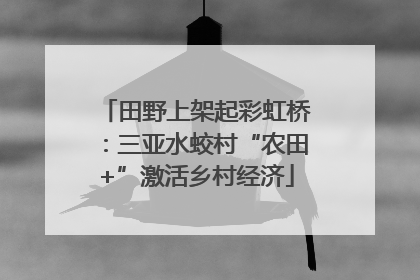 田野上架起彩虹桥：三亚水蛟村“农田+”激活乡村经济