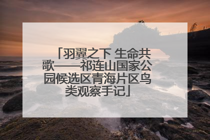 羽翼之下 生命共歌——祁连山国家公园候选区青海片区鸟类观察手记