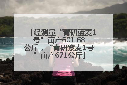 经测量“青研蓝麦1号”亩产601.68公斤，“青研紫麦1号”亩产671公斤