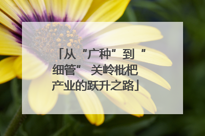从“广种”到“细管” 关岭枇杷产业的跃升之路