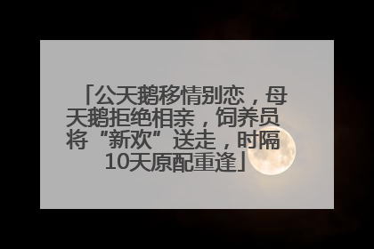 公天鹅移情别恋，母天鹅拒绝相亲，饲养员将“新欢”送走，时隔10天原配重逢