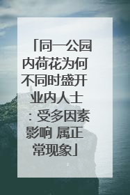 同一公园内荷花为何不同时盛开 业内人士：受多因素影响 属正常现象