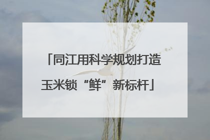 同江用科学规划打造玉米锁“鲜”新标杆