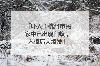 吓人！杭州市民家中已出现白蚁，入梅后大爆发