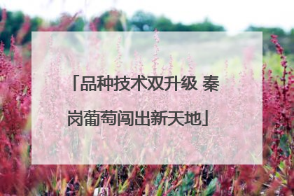 品种技术双升级 秦岗葡萄闯出新天地