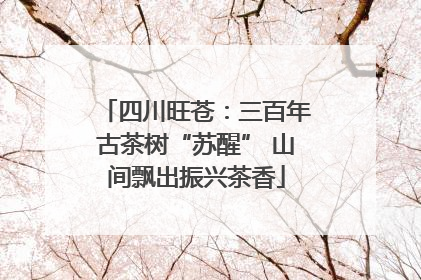 四川旺苍：三百年古茶树“苏醒” 山间飘出振兴茶香