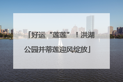 好运“莲莲”！洪湖公园并蒂莲迎风绽放