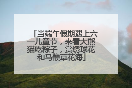 当端午假期遇上六一儿童节，来看大熊猫吃粽子，赏绣球花和马鞭草花海