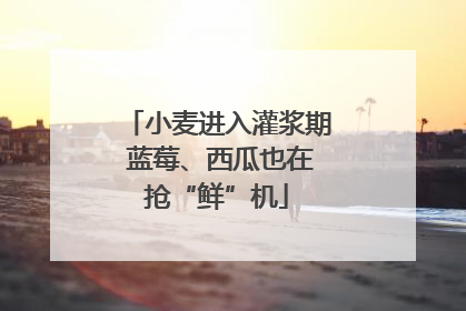 小麦进入灌浆期 蓝莓、西瓜也在抢“鲜”机