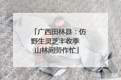 广西田林县：仿野生灵芝丰收季 山林间劳作忙