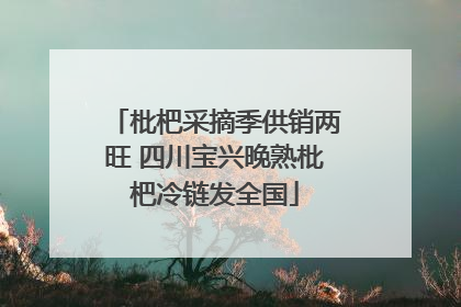 枇杷采摘季供销两旺 四川宝兴晚熟枇杷冷链发全国