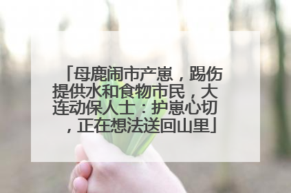 母鹿闹市产崽，踢伤提供水和食物市民，大连动保人士：护崽心切，正在想法送回山里