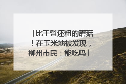 比手臂还粗的蘑菇！在玉米地被发现，柳州市民：能吃吗