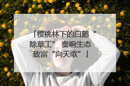 樱桃林下的白鹅“除草工” 奏响生态致富“向天歌”