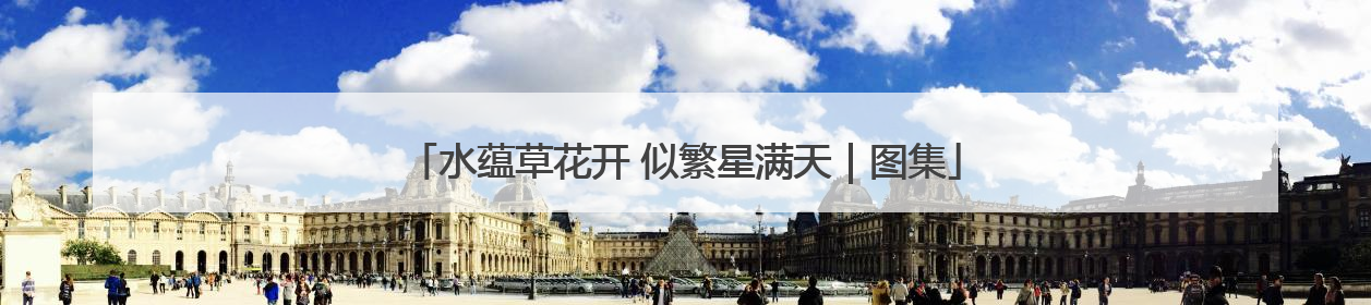 水蕴草花开 似繁星满天｜图集