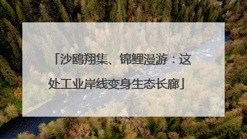 沙鸥翔集、锦鲤漫游：这处工业岸线变身生态长廊