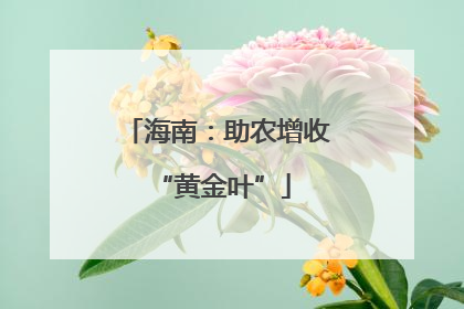 海南：助农增收 “黄金叶”