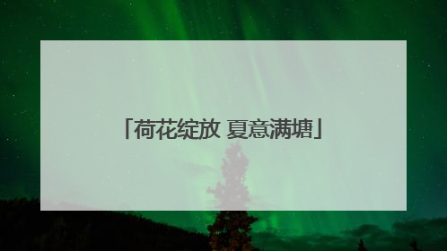荷花绽放 夏意满塘