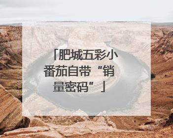 肥城五彩小番茄自带“销量密码”