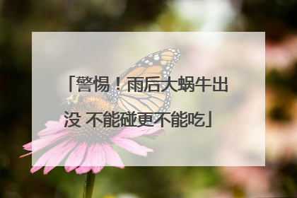 警惕！雨后大蜗牛出没 不能碰更不能吃