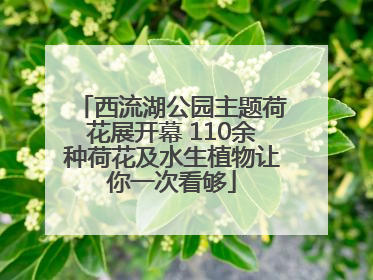 西流湖公园主题荷花展开幕 110余种荷花及水生植物让你一次看够