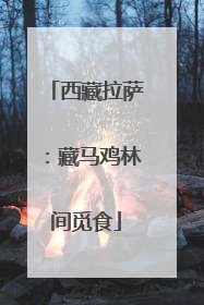 西藏拉萨：藏马鸡林间觅食