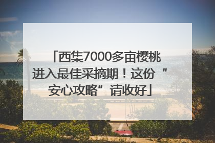 西集7000多亩樱桃进入最佳采摘期！这份“安心攻略”请收好