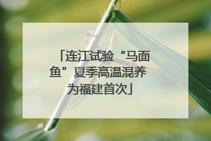 连江试验“马面鱼”夏季高温混养 为福建首次