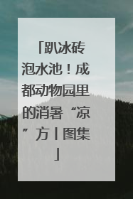 趴冰砖 泡水池！成都动物园里的消暑“凉”方丨图集
