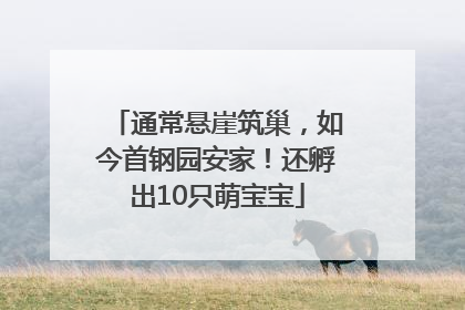 通常悬崖筑巢，如今首钢园安家！还孵出10只萌宝宝
