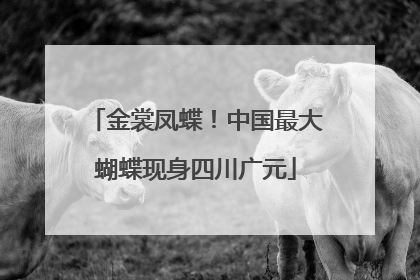 金裳凤蝶！中国最大蝴蝶现身四川广元
