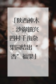 陕西神木：沙峁镇兴四村千亩杂果园结出“杏”福果